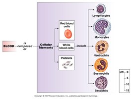 Blood cellular elements diagram