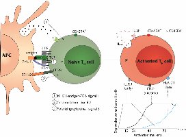 Cytokine signaling and T cell activation diagram