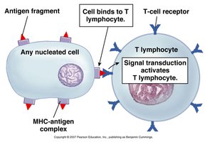 Activation of T lymphocytes diagram
