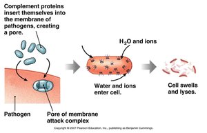 Complement cascade and membrane attack complex diagram