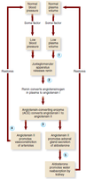Renin-angiotensin-aldosterone system (RAAS) flowchart