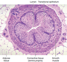 Histological cross-section of the ureter showing layers