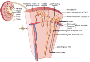 Location of nephrons in the kidney, showing cortical and juxtamedullary nephrons