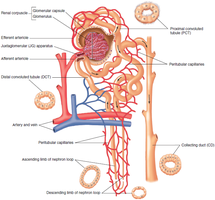 Detailed structure of the nephron unit and associated blood vessels