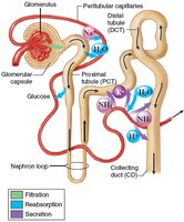 Diagram of nephron showing filtration, reabsorption, and secretion