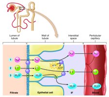 Mechanism of sodium, chloride, and water reabsorption in the nephron