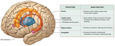 Structures of the limbic system