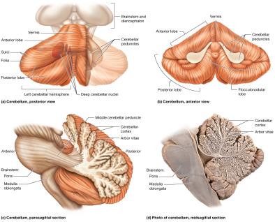 Structure of the cerebellum