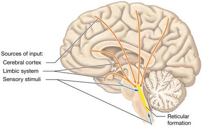 The reticular formation
