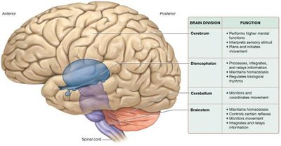 Lateral view of the brain showing major divisions and their functions