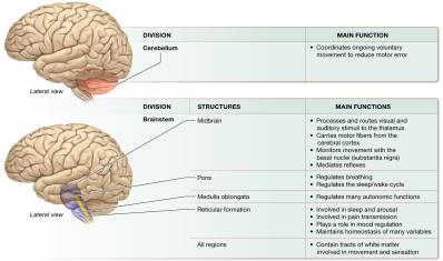 The Big Picture of Major Brain Structures and Their Functions (continued)