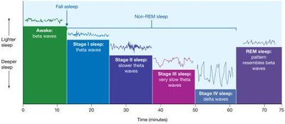 Stages of wakefulness and sleep as shown by EEG patterns