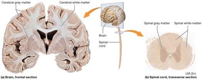 Frontal section of brain and transverse section of spinal cord showing gray and white matter