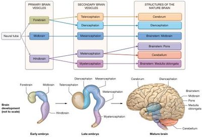 Development of the brain from neural tube to mature brain