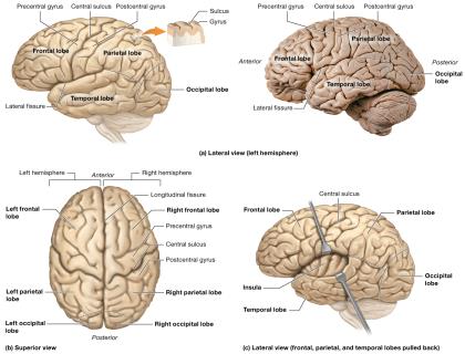 Structure and lobes of the cerebrum