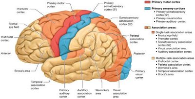 Functional areas of the cerebral cortex