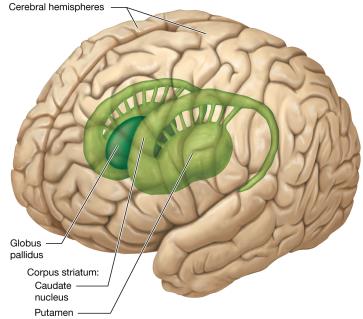Structure of the basal nuclei