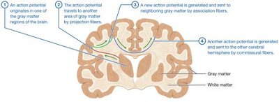 Pathway for conduction of an action potential in the brain