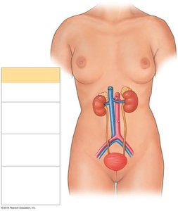 Anterior view of urinary system organs