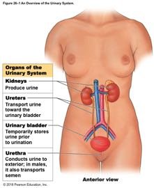 Overview of the urinary system organs
