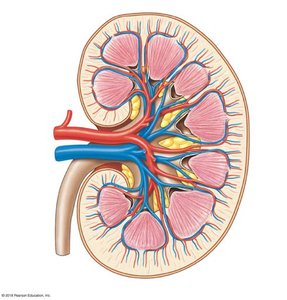 Blood supply to the kidney
