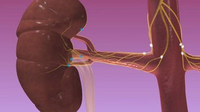 Renal nerves and their distribution