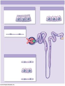Anatomy of a representative nephron and collecting system