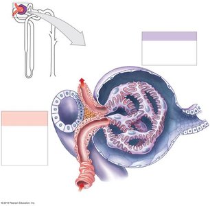 Structure of the renal corpuscle