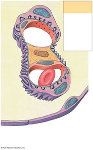 Filtration membrane of the glomerulus