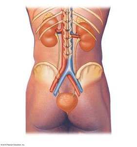 Posterior view of kidneys and associated structures