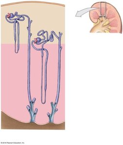 Location and structure of cortical and juxtamedullary nephrons
