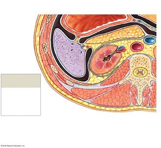 Transverse section showing kidney position and connective tissue layers