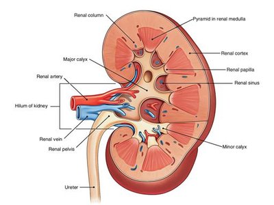 Labeled internal anatomy of the kidney
