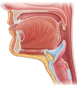 Sagittal section of oral cavity and pharynx