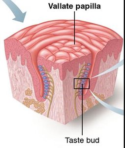 Vallate papillae and taste bud structure