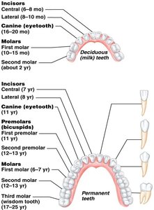 Dentition and dental formula