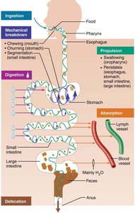 Diagram of digestive processes and their locations