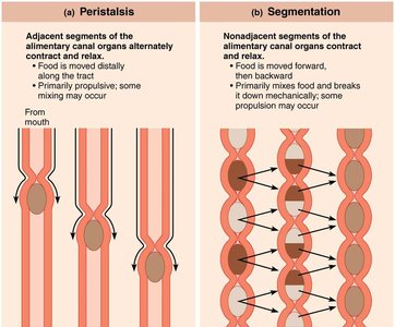 Peristalsis and segmentation in the alimentary canal