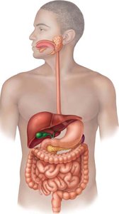 Digestive system in the human body