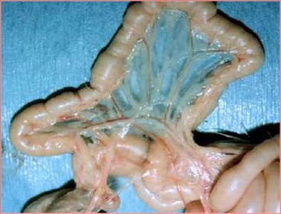 Photograph of mesentery attached to intestines