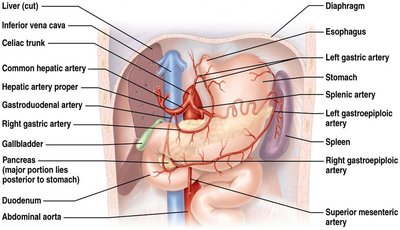 Arterial supply to digestive organs