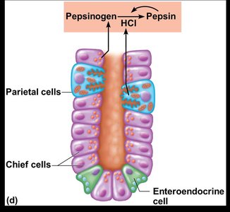 Cellular structure of the stomach