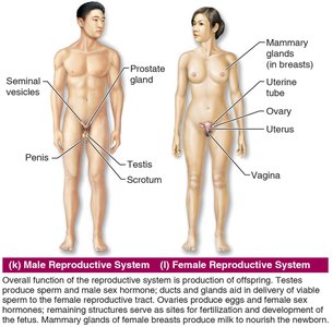 Reproductive system