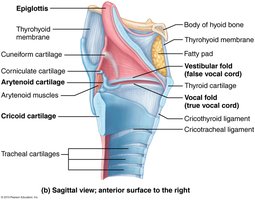Cross-section of the trachea showing cartilage rings and mucosa