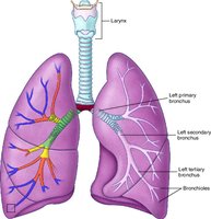 Detailed anatomy of the alveoli and respiratory membrane