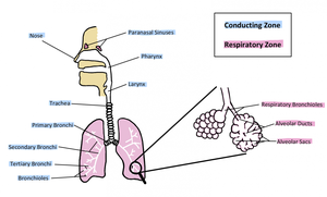 Diagram of conducting and respiratory zones of the respiratory system