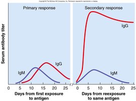 Antibody titer in primary and secondary responses