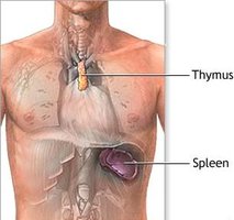 Thymus and spleen location in human body