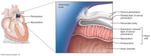 Endocardium and heart wall structure