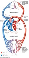 Diagram of pulmonary and systemic circuits